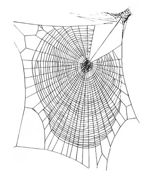 Zygiella web Orb-web by permission of: Laura Bassett, via Wikipedia